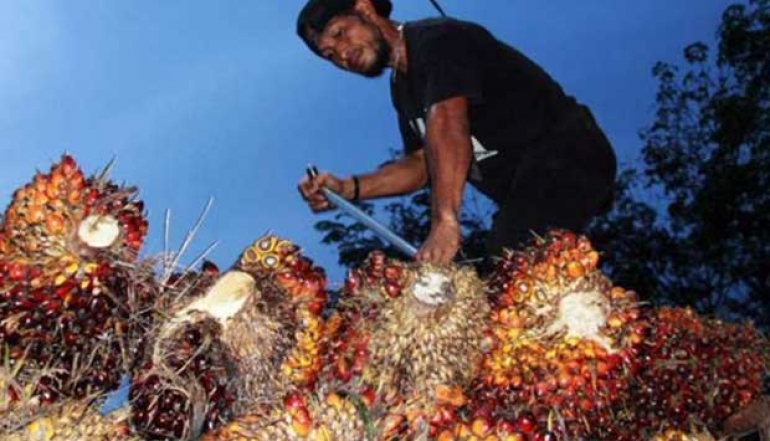 Downstream Palm Oil Industry Plays Key Role in Indonesia&rsquo;s Economy