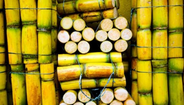 Cocoa, Coffee, and Sugar Prices Drop Due to U.S. 'Freedom Day' Tariffs
