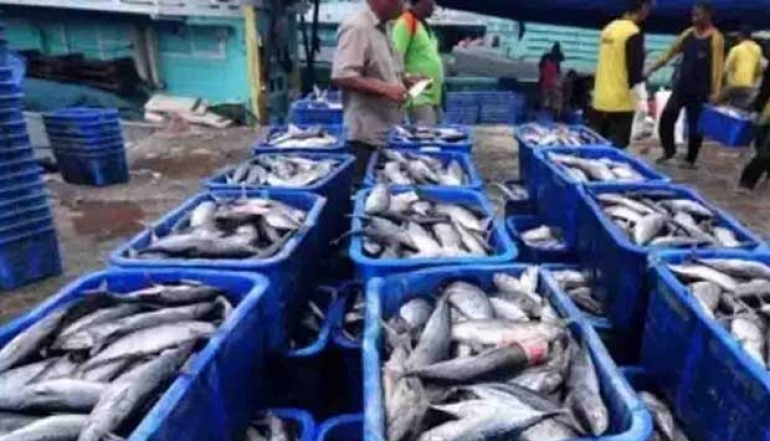 West Pasaman Targets Fish Production of 107,528 Tons in 2025