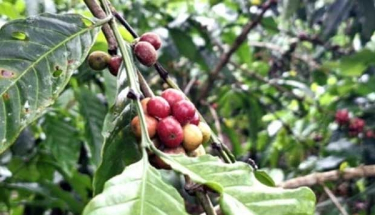 Lampung Coffee Goes Global, PPI Boosts Exports to Egypt