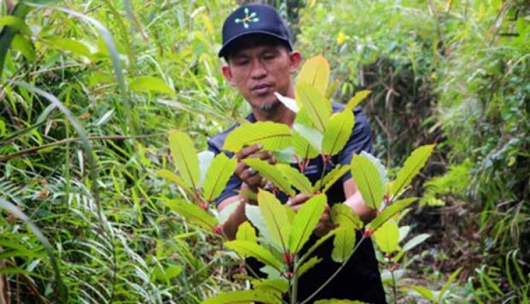 Indonesian Kratom Thrives in U.S. Market, Exports Reach USD 350 Million