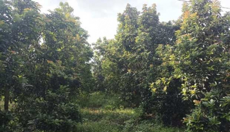 Production of 29,813 Tons of Avocados in Malang Regency Prepares for Export