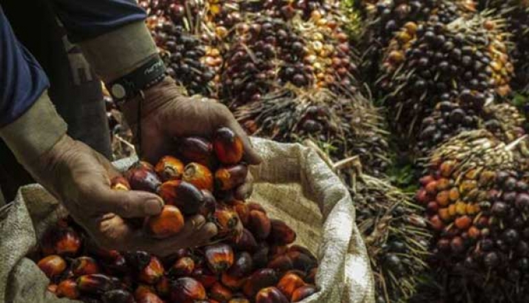 Biodiesel Utilization Saves IDR 120 Trillion in Foreign Exchange in 2023