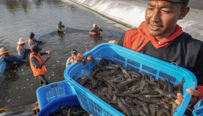 Rising Exports Drive 9.1% Increase in Indonesia's Fisheries Trade Surplus