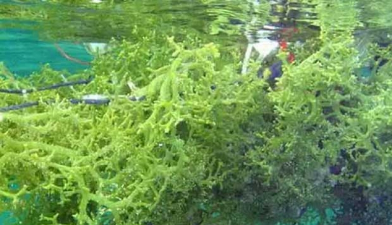 Indonesian Seaweed and Flying Fish Roe Products Achieve Strong Sales in Japan