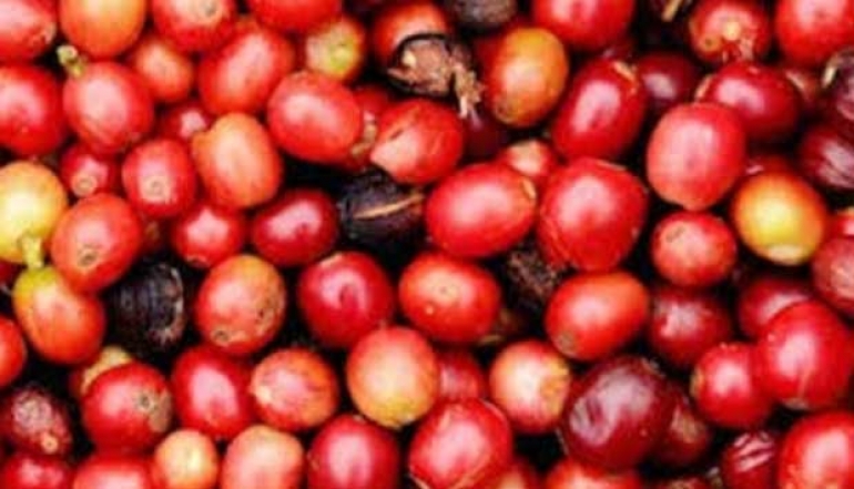 BPS Reports Aceh Coffee Exports to the United States Worth USD 6.66 Million
