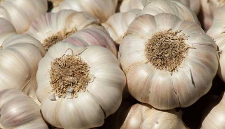 Ministry of Trade Issues Import Permit for 226,101 Tons of Garlic