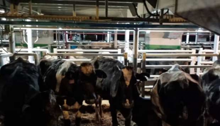 1,250 Imported Dairy Cows from Australia Arrive in Banyuwangi, Ready to Increase East Java Milk Production