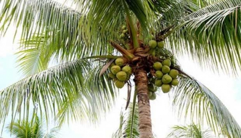 The Processing Industry and Farmers Ready to Support Indonesia's Coconut Downstreaming Success