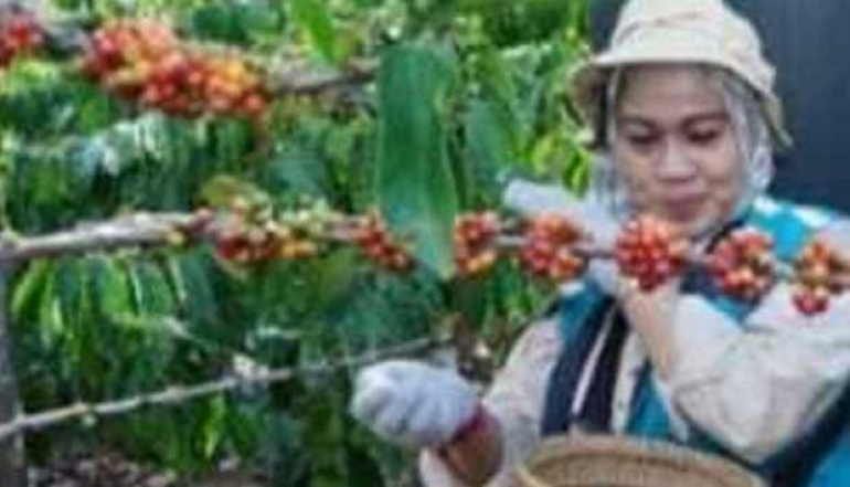 OJK Consistently Creates an Integrated Export Ecosystem from Upstream to Downstream for Coffee Commodities