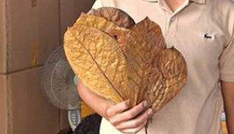 Exports of Dried Ketapang Leaves to Getas, Bangka Belitung, Remain Consistent Throughout 2024