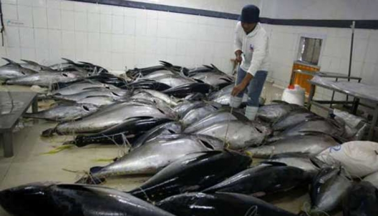 Fishing Exports Reach USD 4.81 Billion by October 2024