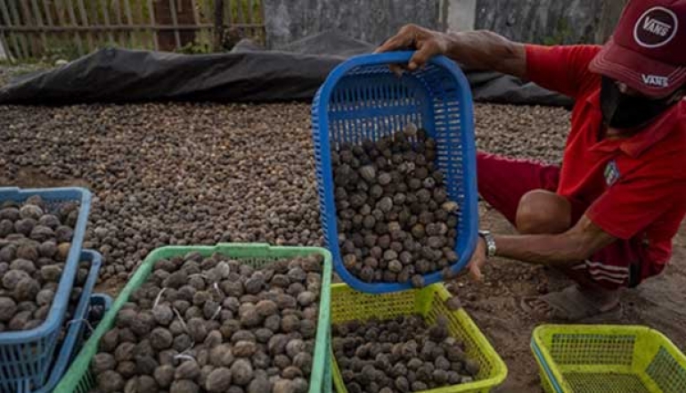 Indonesian Micro, Small, and Medium Enterprises Export Candlenuts to Saudi Arabia Worth IDR 2.4 Billion