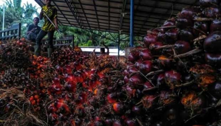 Aceh Exports Palm Kernel Shells Abroad Worth USD 9.82 Million
