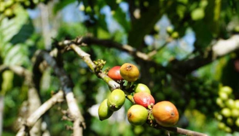 South Sumatra's Coffee Exports: Unlocking New Opportunities in the Global Market