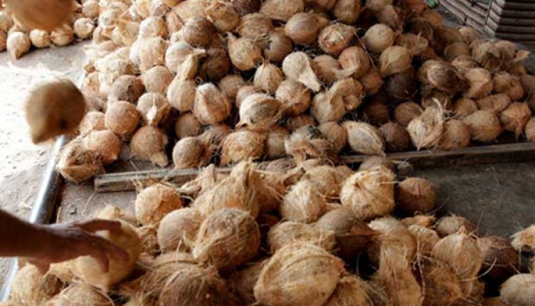 Indonesian Whole Coconut Exports Increase by 29.84%, Mostly for China-Vietnam