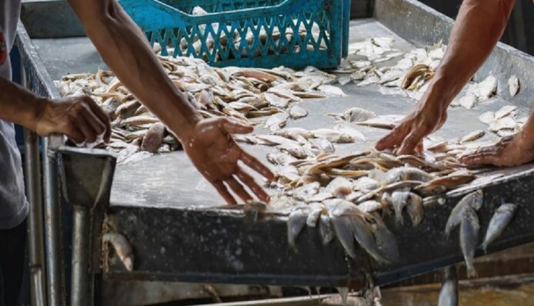 Indonesian Regional Aquaculture Accelerates as Sleman Cultivated Fish Production Reaches 29,167 Tons through June 2026