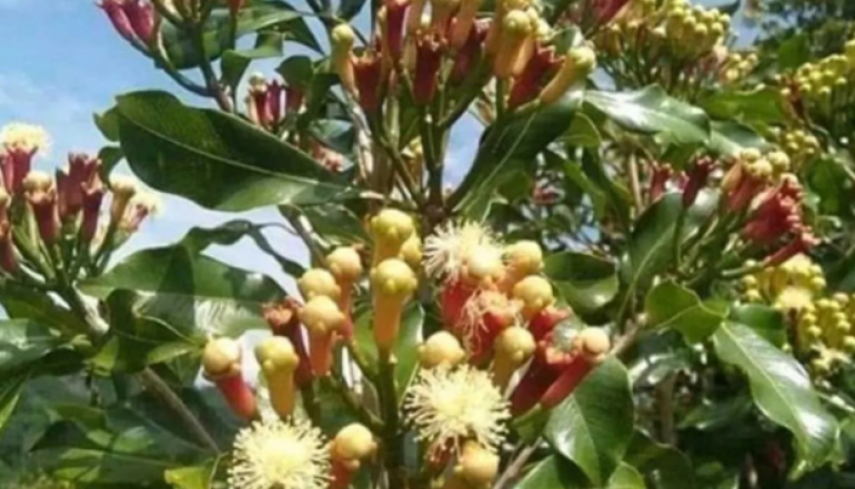 Clove Production in Simeulue Reaches 3,907 Tons