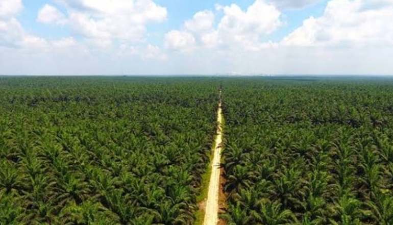Indonesian Palm Oil Sector Accelerates Position via Market Diversification and Proactive Trade Diplomacy