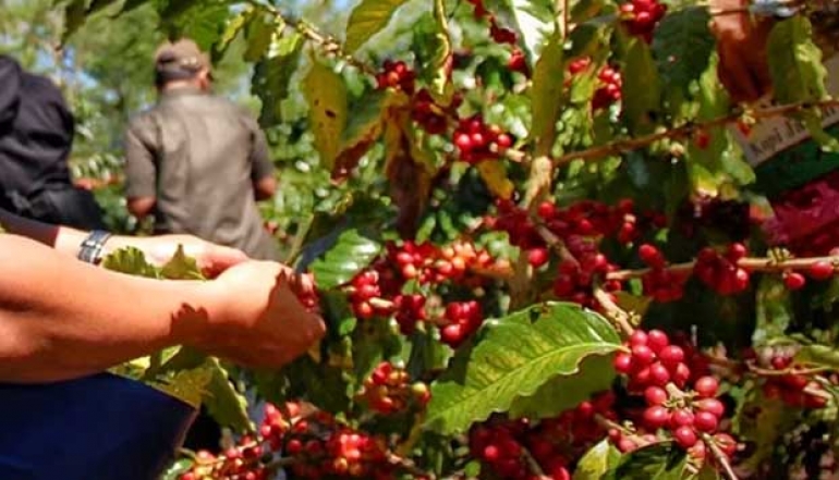 Java Coffee Estate Strengthens Sustainability Standards, Indonesian Premium Coffee Exports Increase