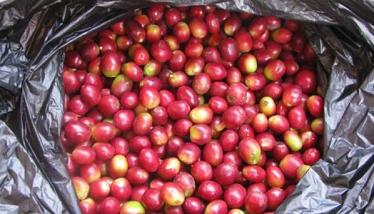 The Ministry of Agriculture Encourages Fundamental Transformation of Indonesia&rsquo;s Coffee Industry