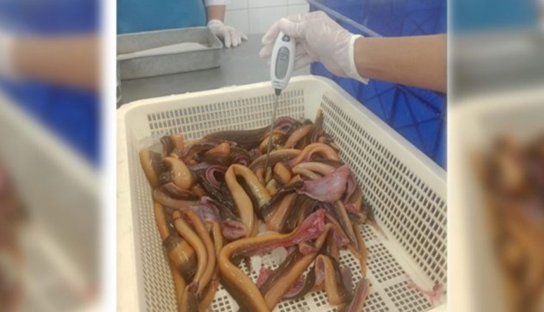 Indonesian Freshwater Aquaculture Sector Accelerates as KKP Quality Certification Propels Kalimantan Eel into Global Markets
