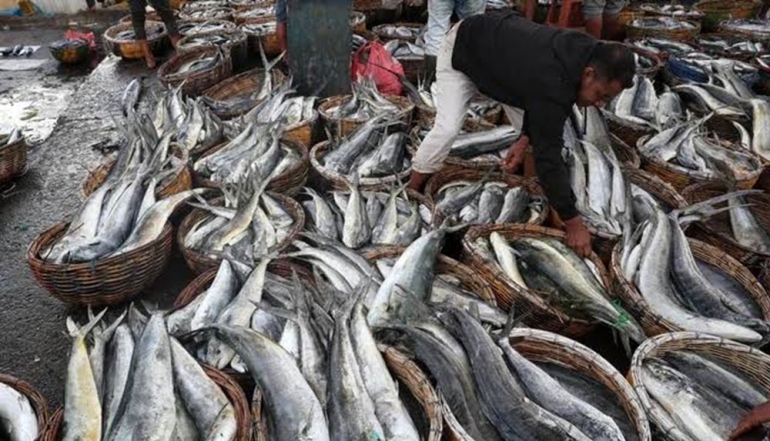 European Union Restores Market Access for Indonesian Aquaculture, Boosting Catfish Exports