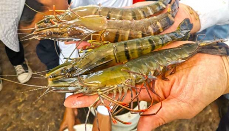 Following the Imposition of High Import Tariffs by the US, Indonesia is Able to Maximise its Shrimp Exports to Japan and Malaysia