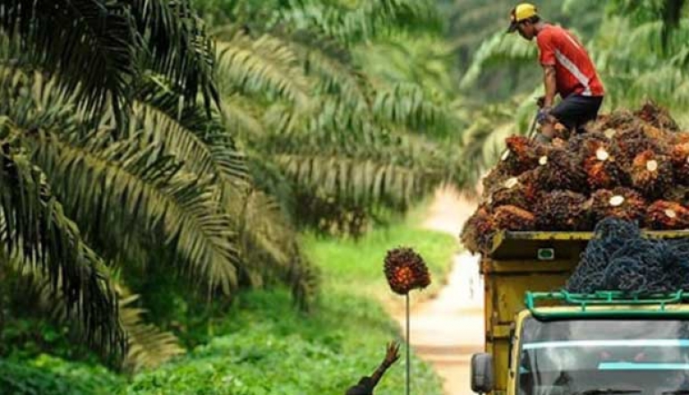 Indonesia&rsquo;s Strategic Role in Supporting Global Food and Energy Security Through Palm Oil