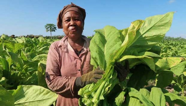 BPS: Tobacco Harvest Drives Growth in NTB's Processing Industry