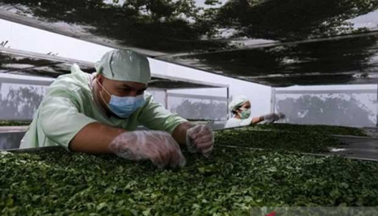 LPEI Boosts Moringa Leaf-Based Product Exports Through Comprehensive Support Programs
