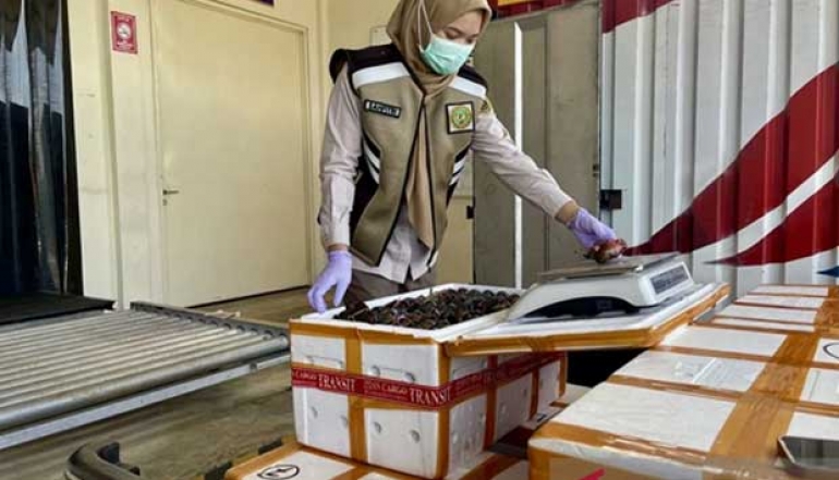 South Kalimantan Quarantine Certifies 1.7 Million Export Mangrove Crabs