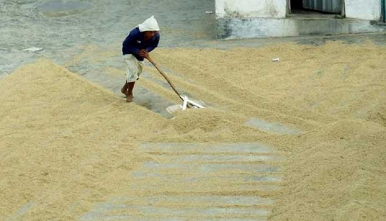 Paddy Production Targeted to Increase by 52% in January-March 2025