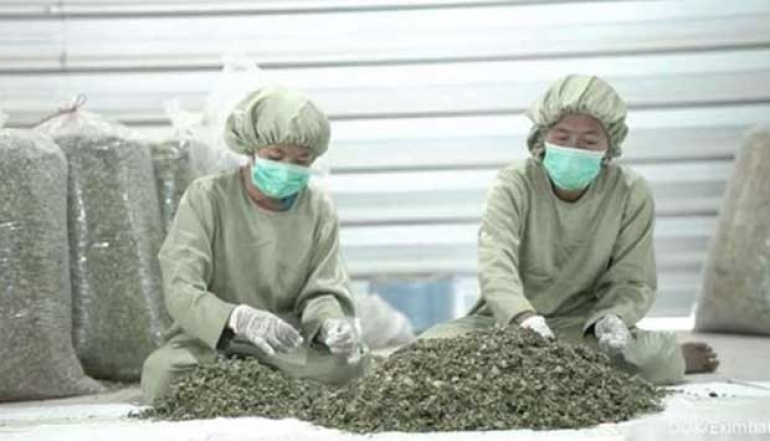 Becoming a Superstar, LPEI Encourages Growth in Moringa Superfood Exports