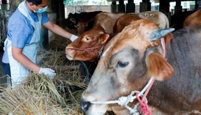 Indonesia Will Import 2 Million Cattle Until 2029
