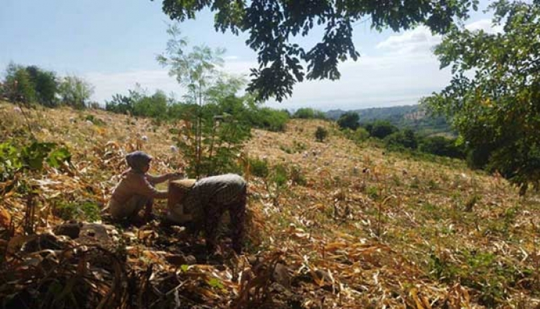 Sumbawa Given Target of 1,620 Hectares of Corn Plantation in 2025