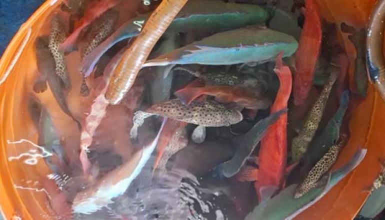 Riau Islands Quarantine Facilitates Live Fish Exports to Hong Kong