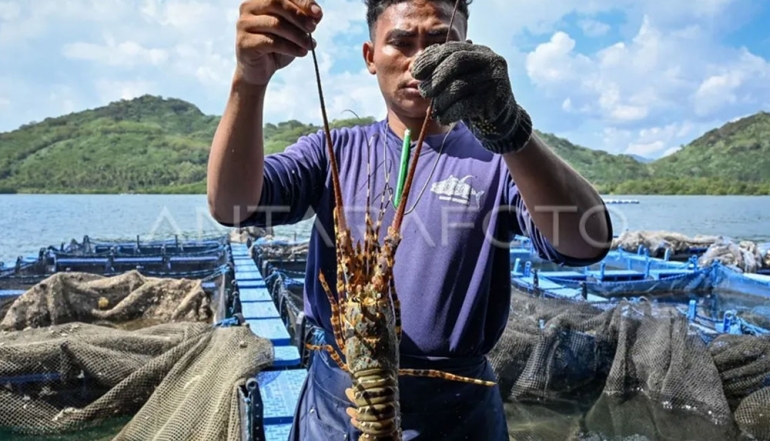 Indonesian Aquaculture Sector Accelerates with Batam Lobster Cultivation Project Set for September Harvest