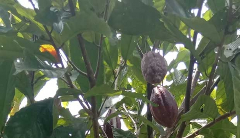 Quarter IV Cocoa Production in Pasaman Reaches 12,388 Tons