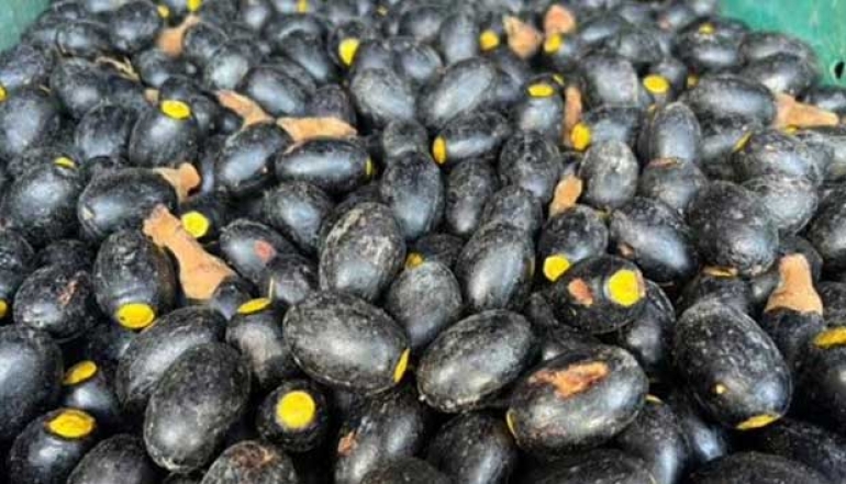 Customs Guards the Export of Dabai Fruit from Kalimantan to Malaysia